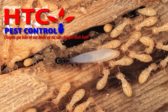 dich-vu-diet-moi-tan-goc-tai-nha-o-hcm-3