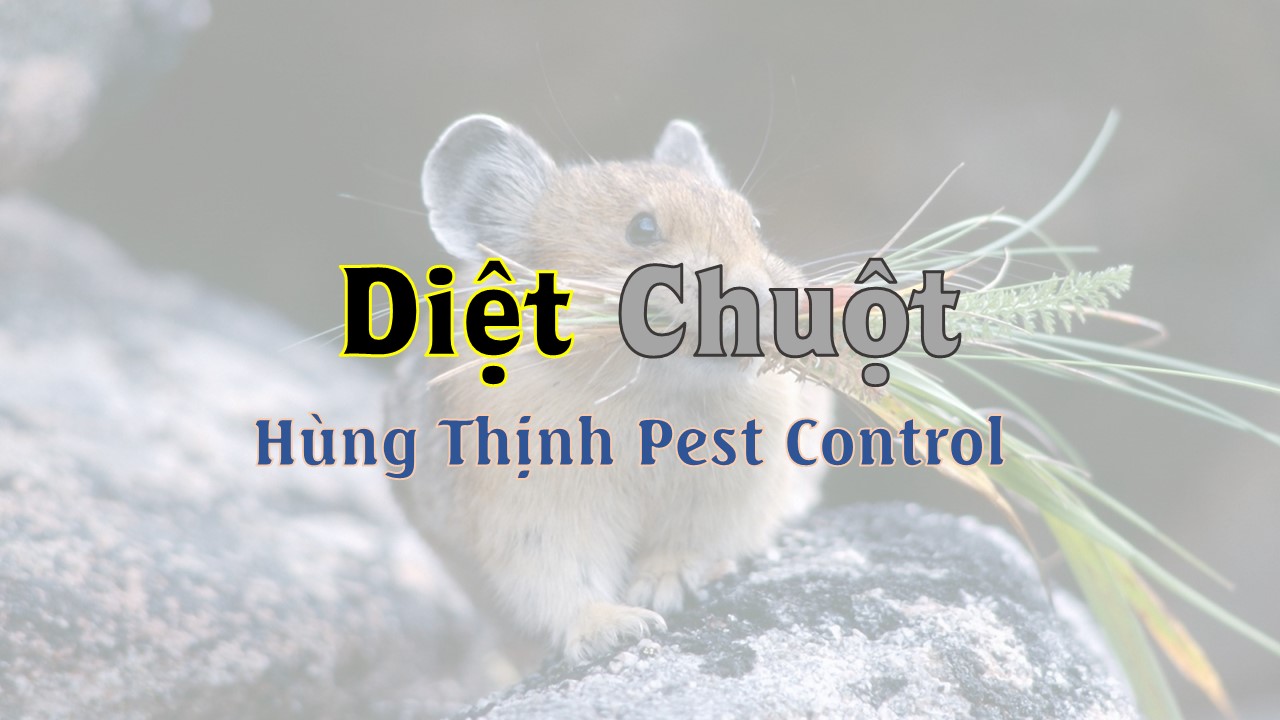 diet chuot