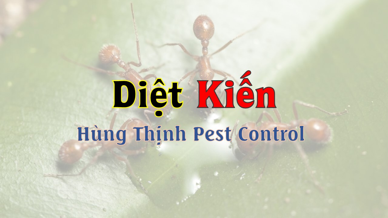diet kien