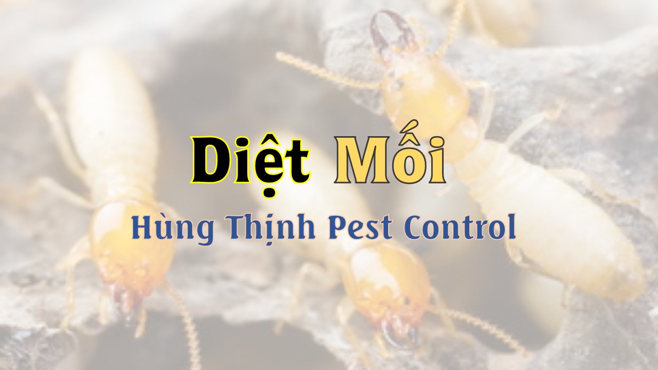 diet moi