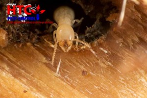Công ty diệt mối Hùng Thịnh